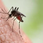 ALERTA POR EL DENGUE: SE NOTIFICARON 77 NUEVOS CASOS SOSPECHOSOS